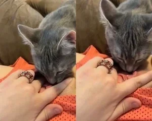 Em gái nứng quá bắt Mèo ra phục vụ tạm thời